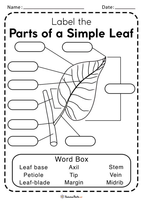 Download Printable Diagram Of A Leaf Gif | Download DIagrams