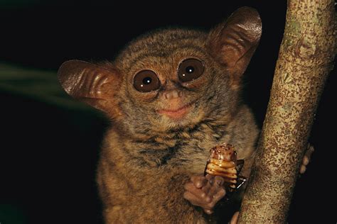 A Tarsier, Tarsius Spectrum, Eating Photograph by Tim Laman