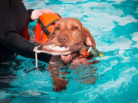 8 Most Asked Questions Answered About Hydrotherapy for Dogs