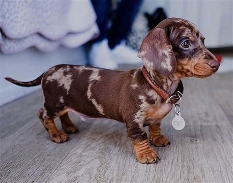 27+ Short Haired Dapple Dachshund Puppies For Sale Photo ...