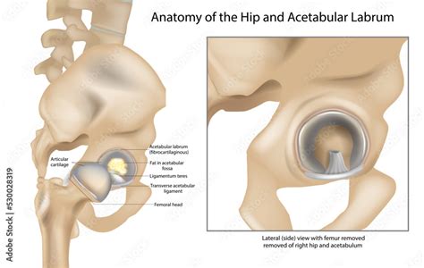 Anatomy of the Hip and Acetabular Labrum. Ligamentum teres and ...