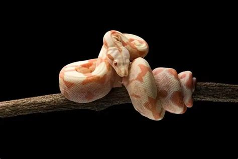 Red Tail Boa (Common Boa) - Facts, Size, Diet, Pictures - All Animal Facts