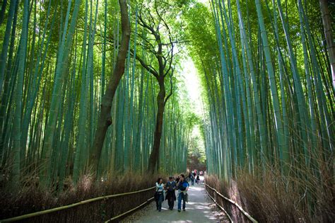 Bamboo Forest in Sagano, Kyoto, Japan (5) - YourAmazingPlaces.com