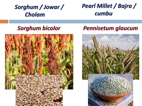 Agronomic Crops Classification - Agriculture | PPT | Free Download