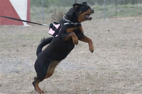 Are Rottweilers Good Guard Dogs? (+What to Look For)