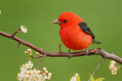 Male Scarlet Tanager - FeederWatch