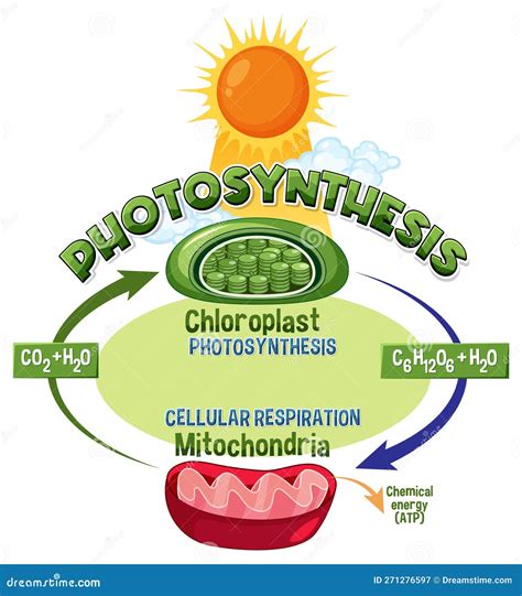 Connection Diagram Between Cellular Respiration And Flagella Cell