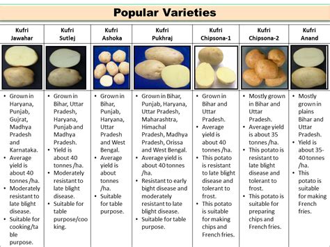 Popular Varieties of Potato