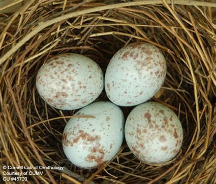 Scarlet Tanager, Life History, All About Birds - Cornell Lab of Ornithology