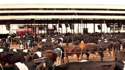 ABIS DAIRY FARM - YouTube