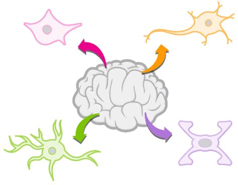 Brain Tissue Types