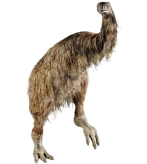 The extinct Moa bird from New Zealand #moa #extinct #uitgestorven ...