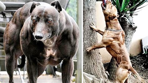 Biggest Muscles On A Dog