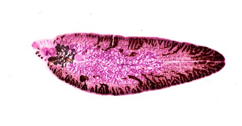 Fasciola - Explore Microscopy