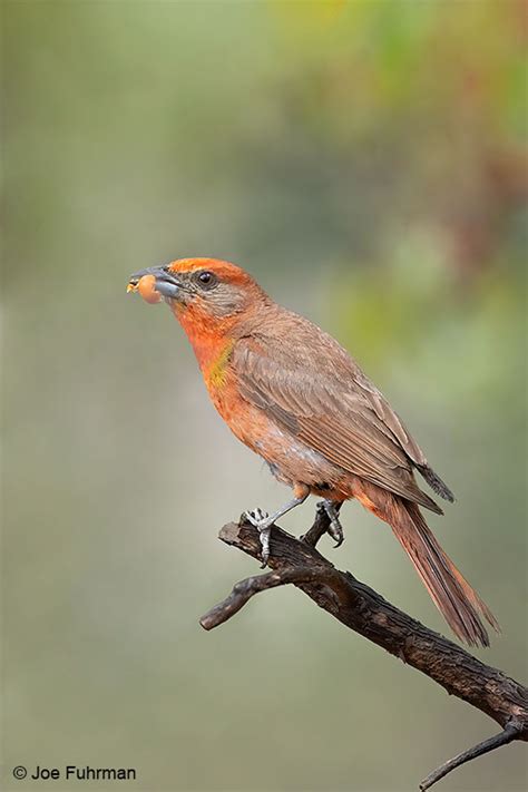 Hepatic Tanager – Joe Fuhrman Photography