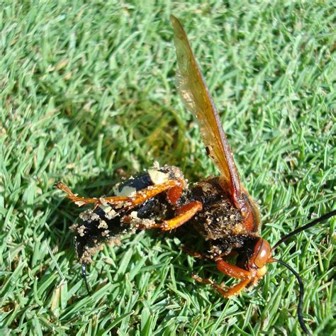 Cicada Killer Wasps | Naperville Country Club Green Department