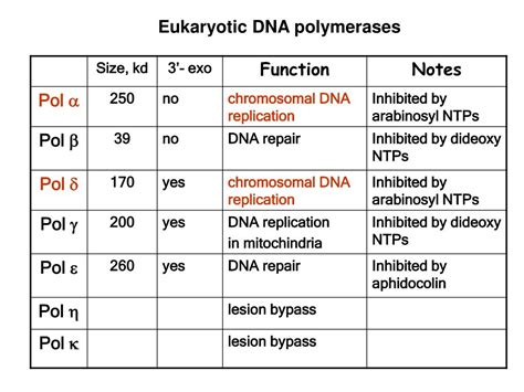 DNA Replication Lagging Strand