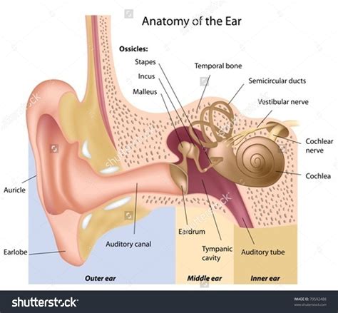 Anatomy Of The Human Ear – NBKomputer