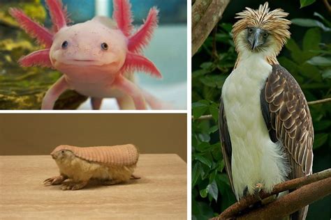 Strangest Animals On Earth