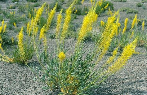 Stanleya pinnata. Common Name(s): Prince's Plume, Desert Prince's Plume ...