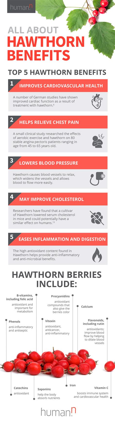 The Top 5 Hawthorn Berry Benefits (Plus How To Use) | HumanN