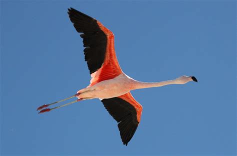 Flamingos