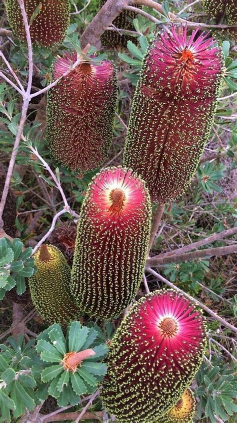 PlantFiles Pictures: Banksia, Cut-Leaf Banksia 'Red' (Banksia praemorsa ...