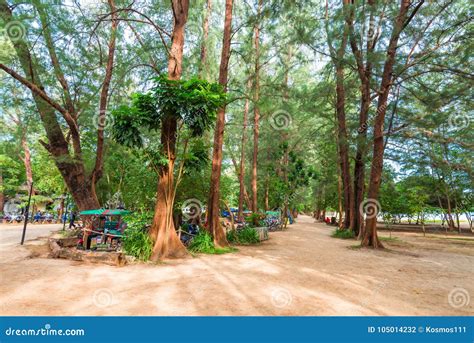 High Tropical Trees on the Beach of the Andaman Sea Stock Photo - Image ...