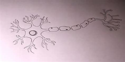 A Guide to Understand Neuron with Neuron Diagram | EdrawMax Online