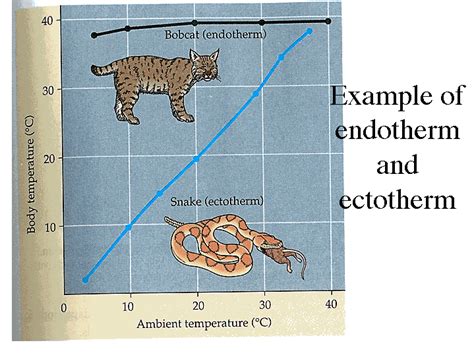 Example of endotherm and ectotherm