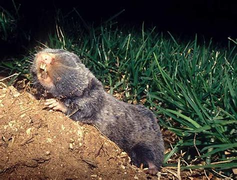 Blind mole rat | rodent | Britannica.com