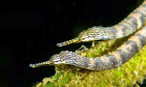 Pipefish – "OCEAN TREASURES" Memorial Library