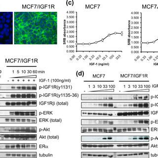 Characterization of insulin-like growth factor 1 receptor... | Download ...