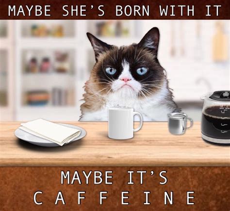 Grumpy Cat Coffee ☕️ | Grumpy cat, Grumpy cat humor, Funny cat memes