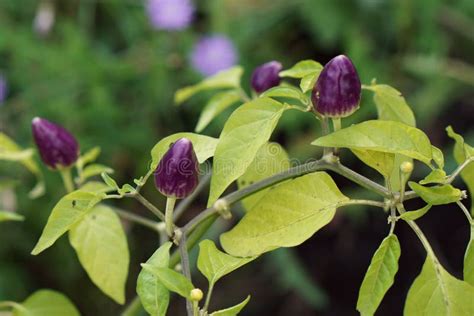 Fresh Chili Pepper and Green Leaves Stock Image - Image of growth ...