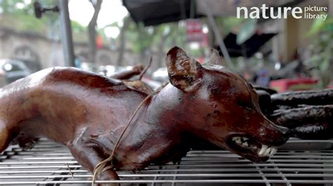 Cooked dog meat for sale at a market, Vietnam, 2022. - YouTube