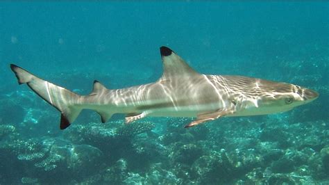 Blacktip reef shark - Wikipedia