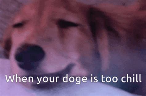 Funny Dog Meme Chill GIF | GIFDB.com