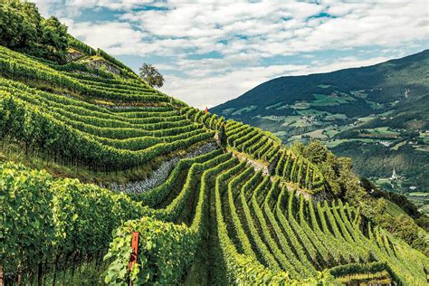 On Top of the World: The Crisp White Wines of Italy’s Alto Adige | Wine ...