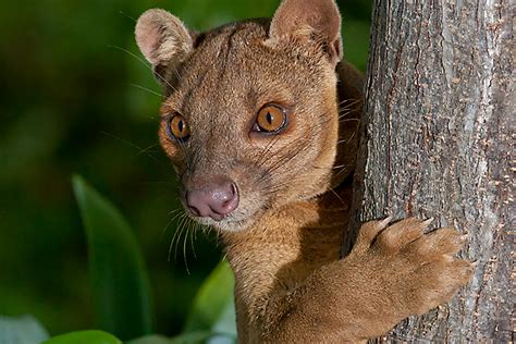 Fossa | San Diego Zoo Animals & Plants