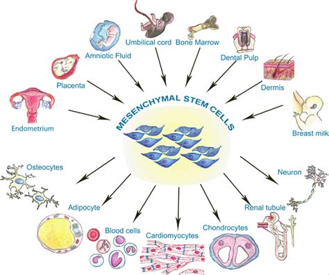 Eminent Sources of Adult Mesenchymal Stem Cells and Their Therapeutic ...