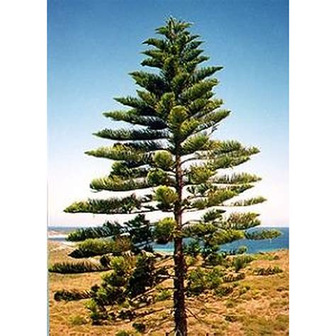 Norfolk Island Pine Evergreen Trees Mature Perth WA