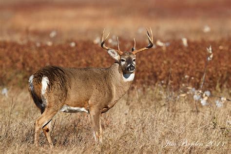 JJ Wildlife Photography: Whitetail Bucks in Rut