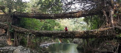 Visit Meghalaya - Living Root Bridge of Meghalaya 8D/7N Tour Package