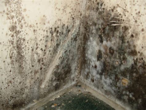 Toxic Black Mold | Everdry Basement Waterproofing Michigan