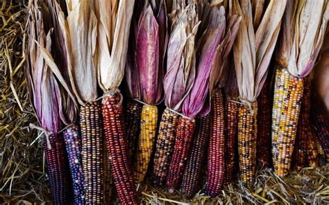 The 11 Best Sweet Corn Varieties To Grow In Your Garden - Gardening Chores