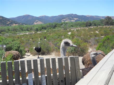 Ostrich Farm, Solvang | Solvang, Family adventure, Vacation