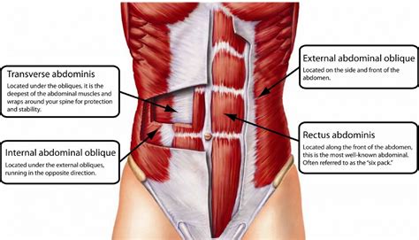 Abdominal Muscles : Attachment, Nerve Supply & Action - Anatomy Info