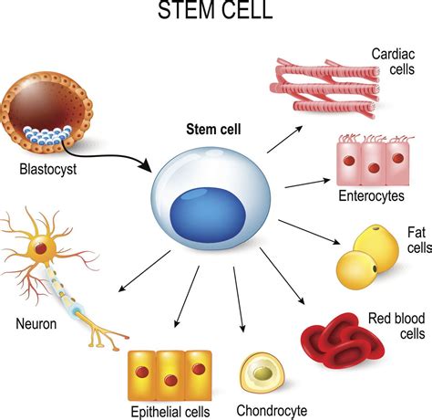 The Little-known Advantages and Disadvantages of Stem Cell Research ...