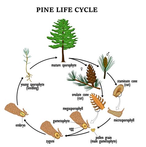 Pine Life Cycle | OER Commons